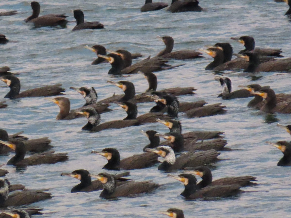 kormorán velký - ML647337451