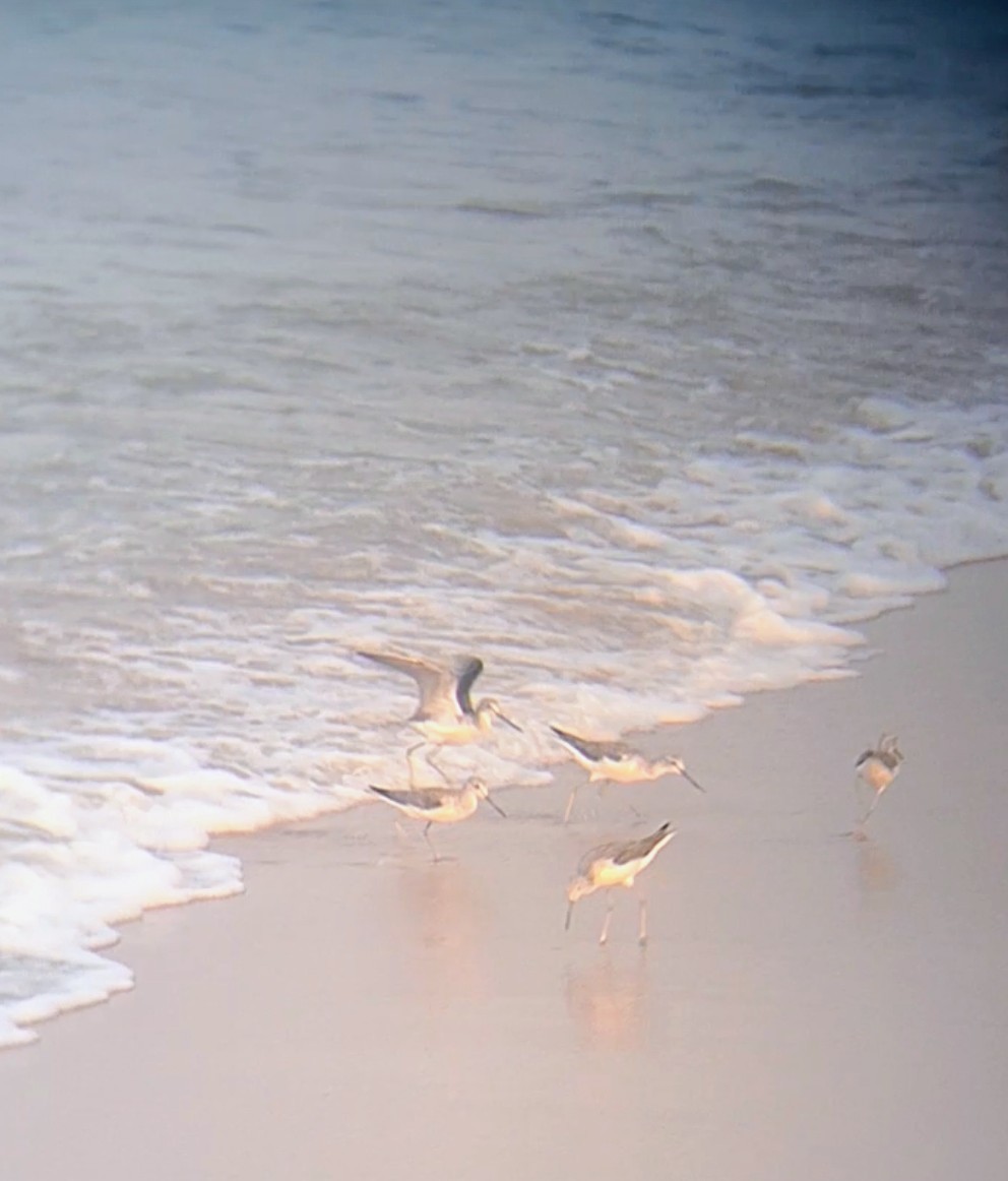 Common Greenshank - ML647337452