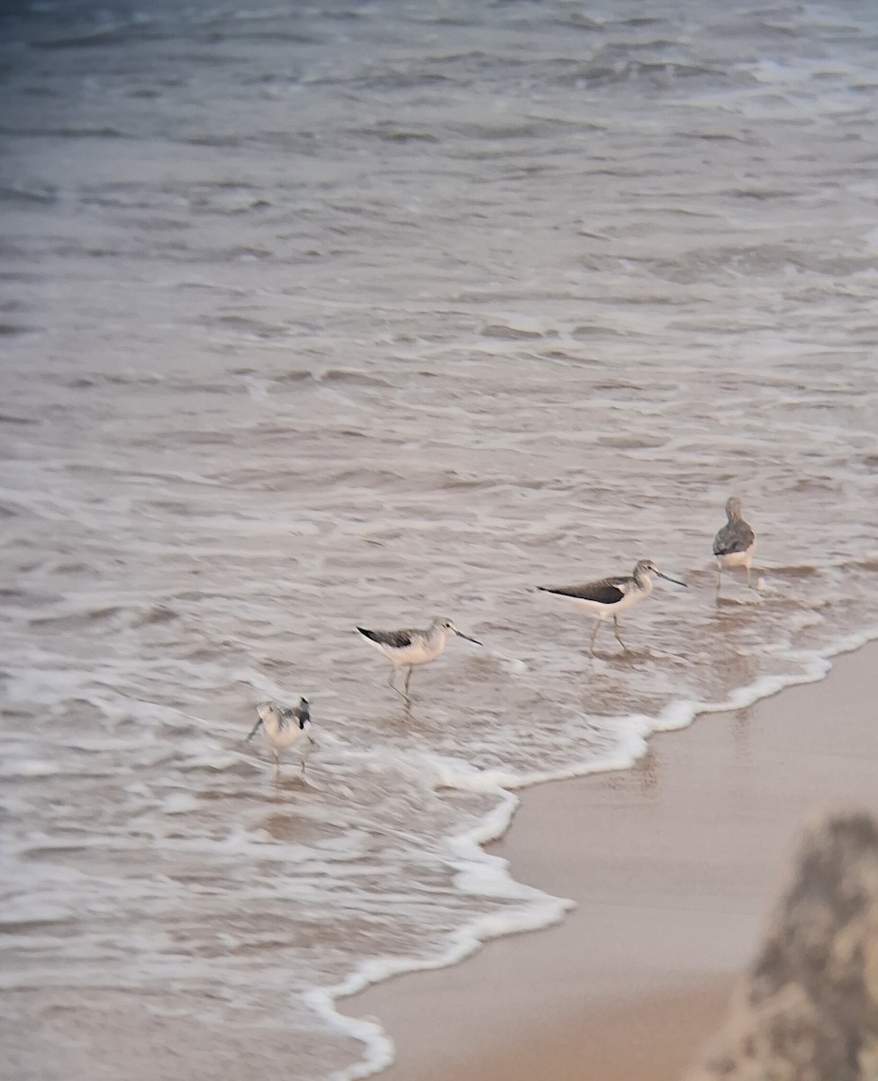 Common Greenshank - ML647337453