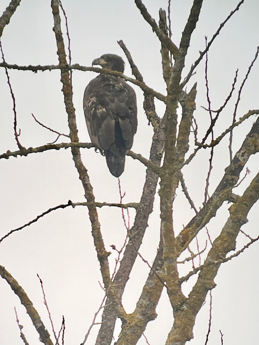 Bald Eagle - ML647337456