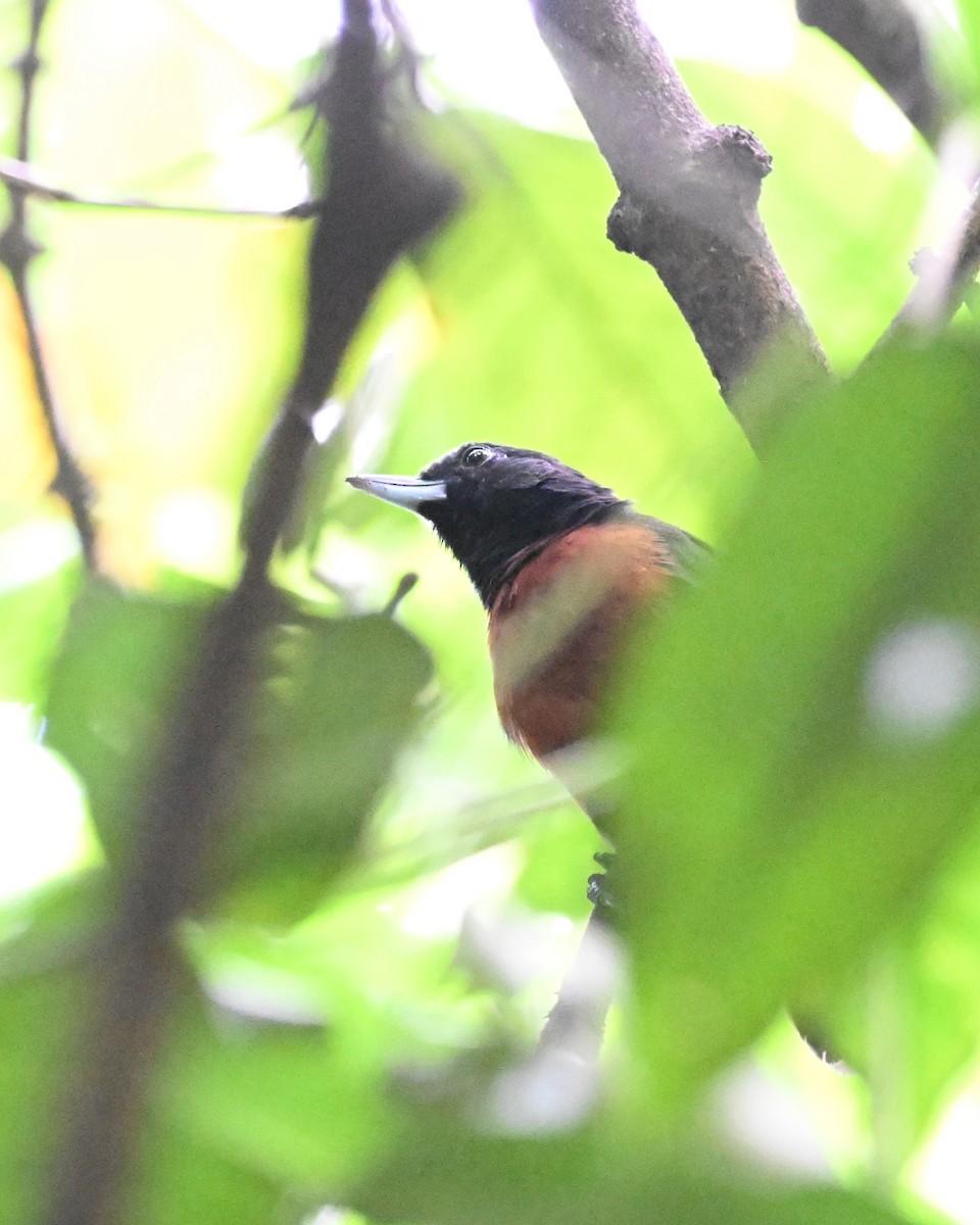 svartgrovnebb - ML647337459