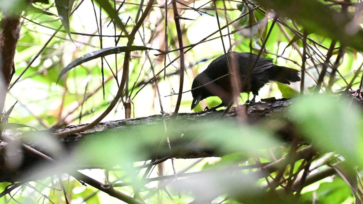 svartgrovnebb - ML647337460