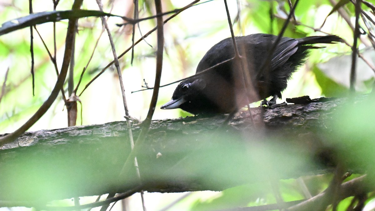 svartgrovnebb - ML647337461