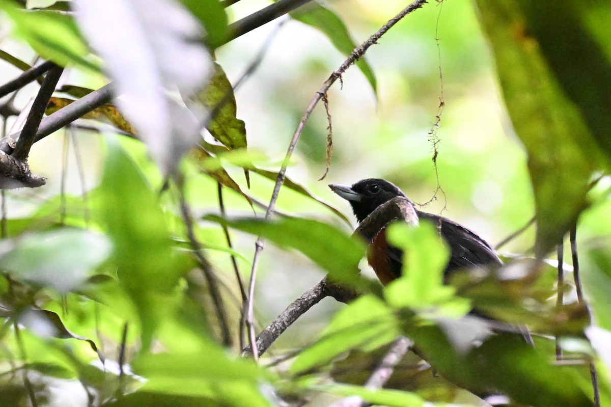 svartgrovnebb - ML647337462