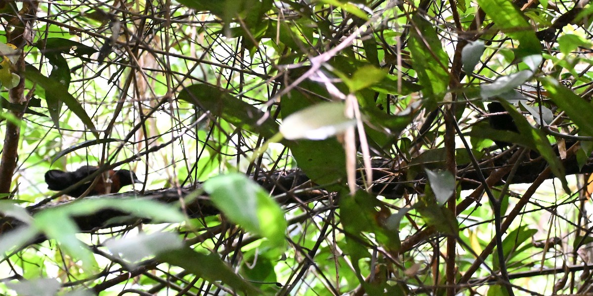 svartgrovnebb - ML647337463