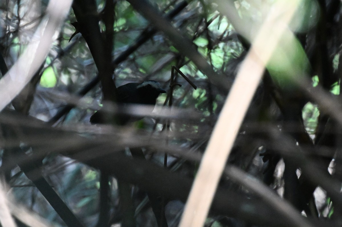 White-browed Antbird - ML647337483