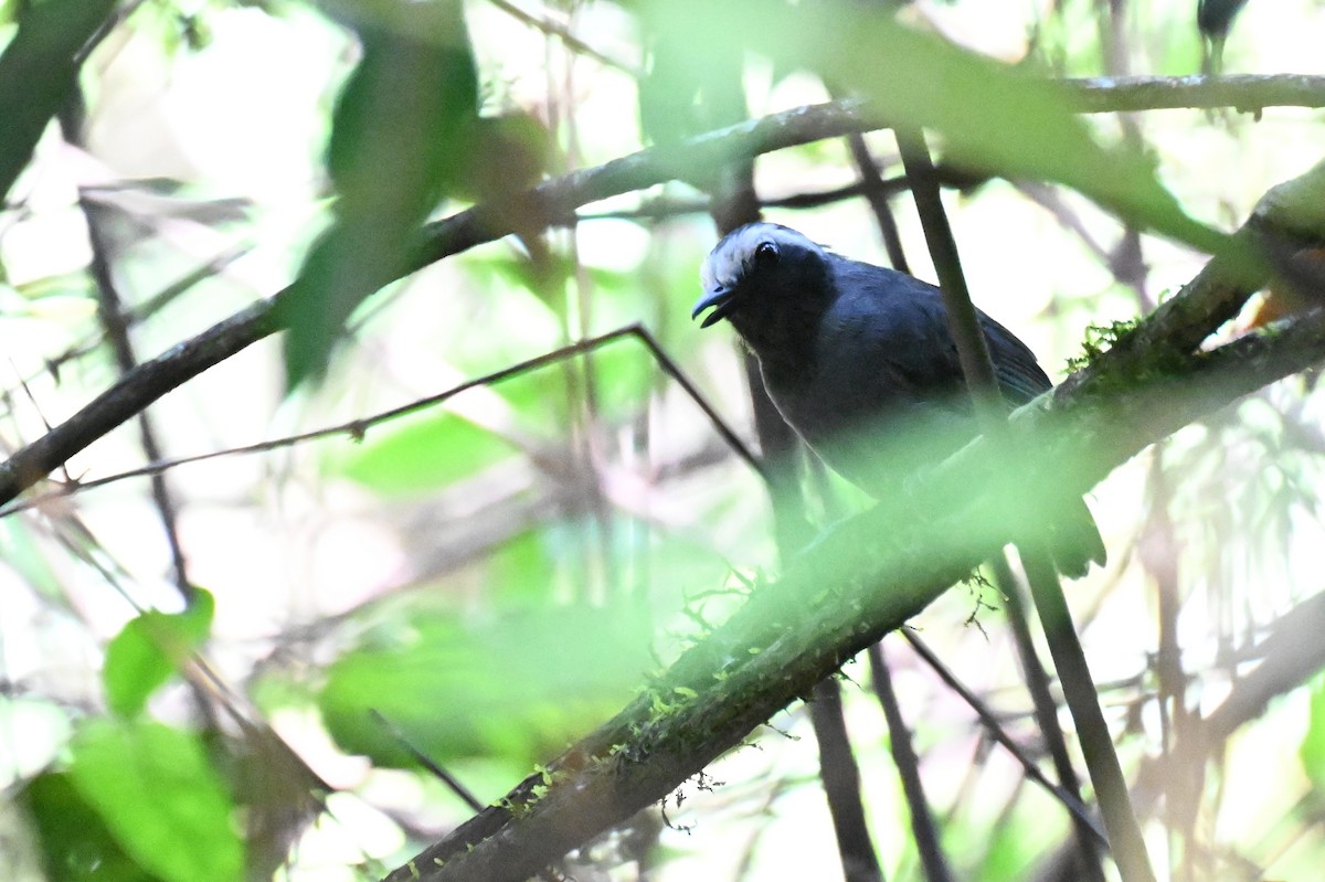 White-browed Antbird - ML647337484