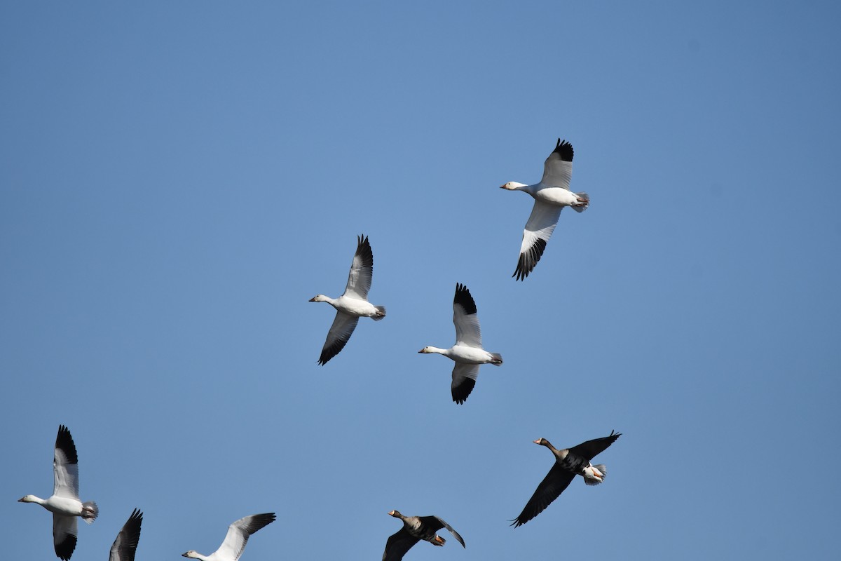 Snow Goose - ML647337485