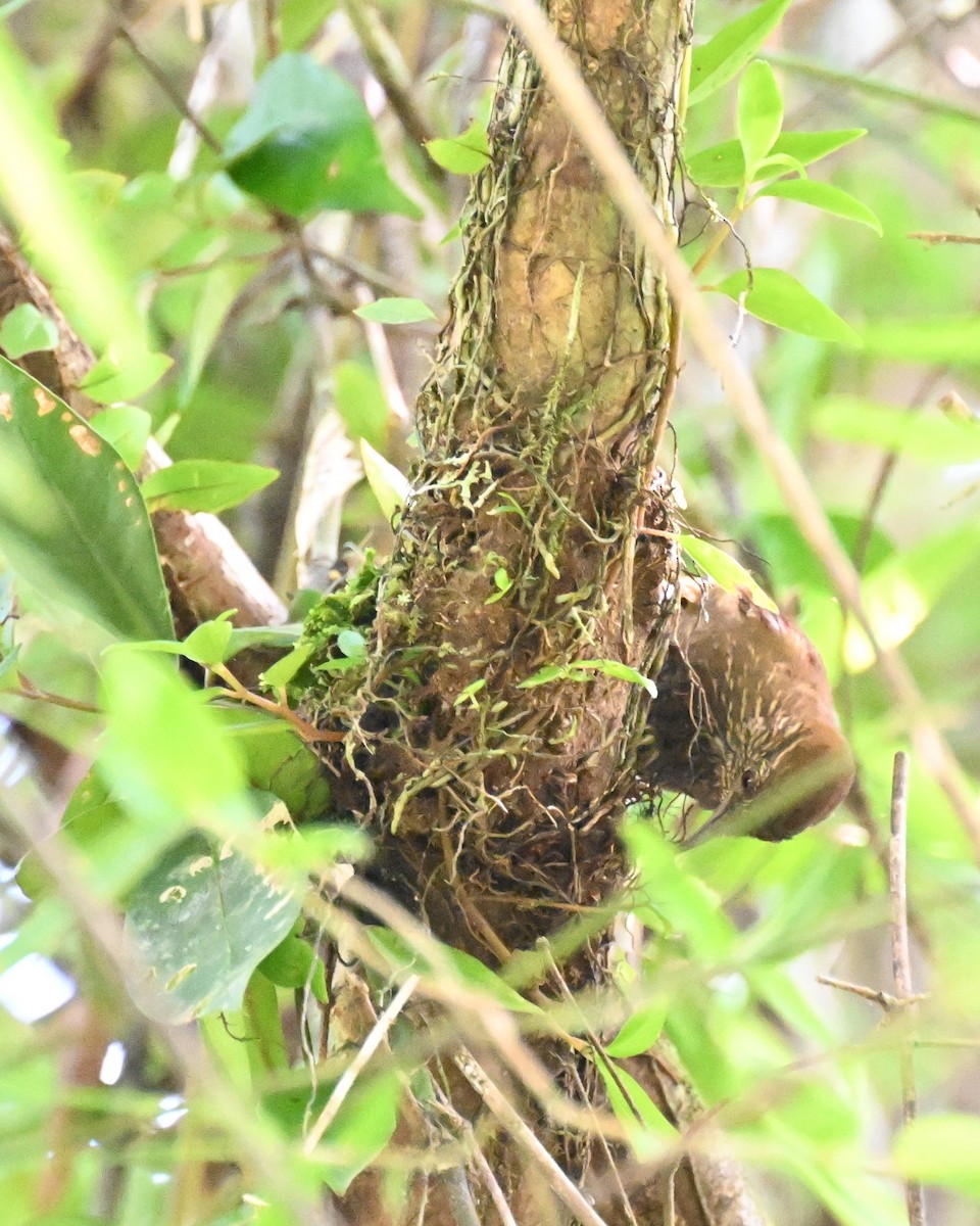 ノドアカマルオカマドドリ - ML647337489