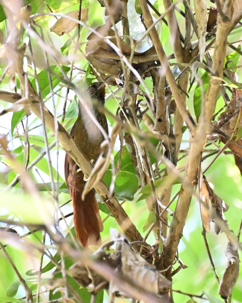 ノドアカマルオカマドドリ - ML647337490