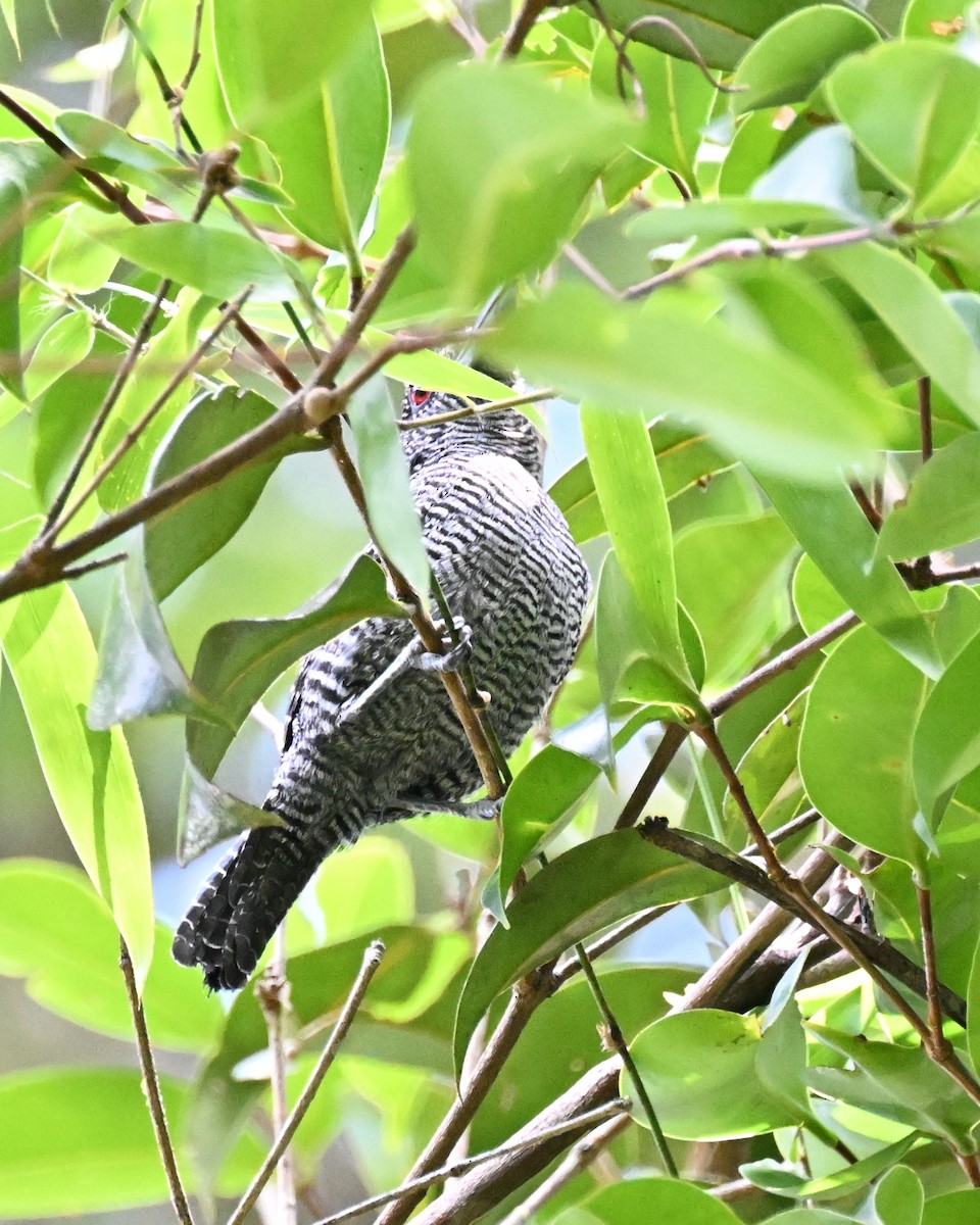 Fasciated Antshrike - ML647337493