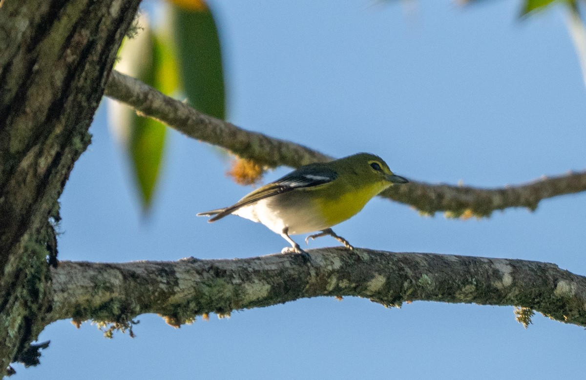 Yellow-throated Vireo - ML647337494