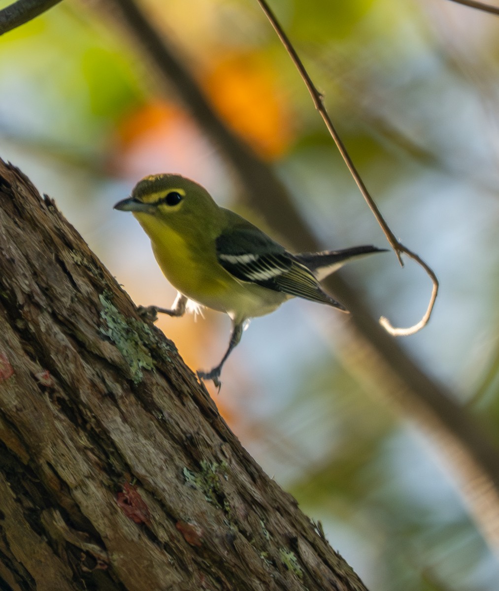 Yellow-throated Vireo - ML647337495