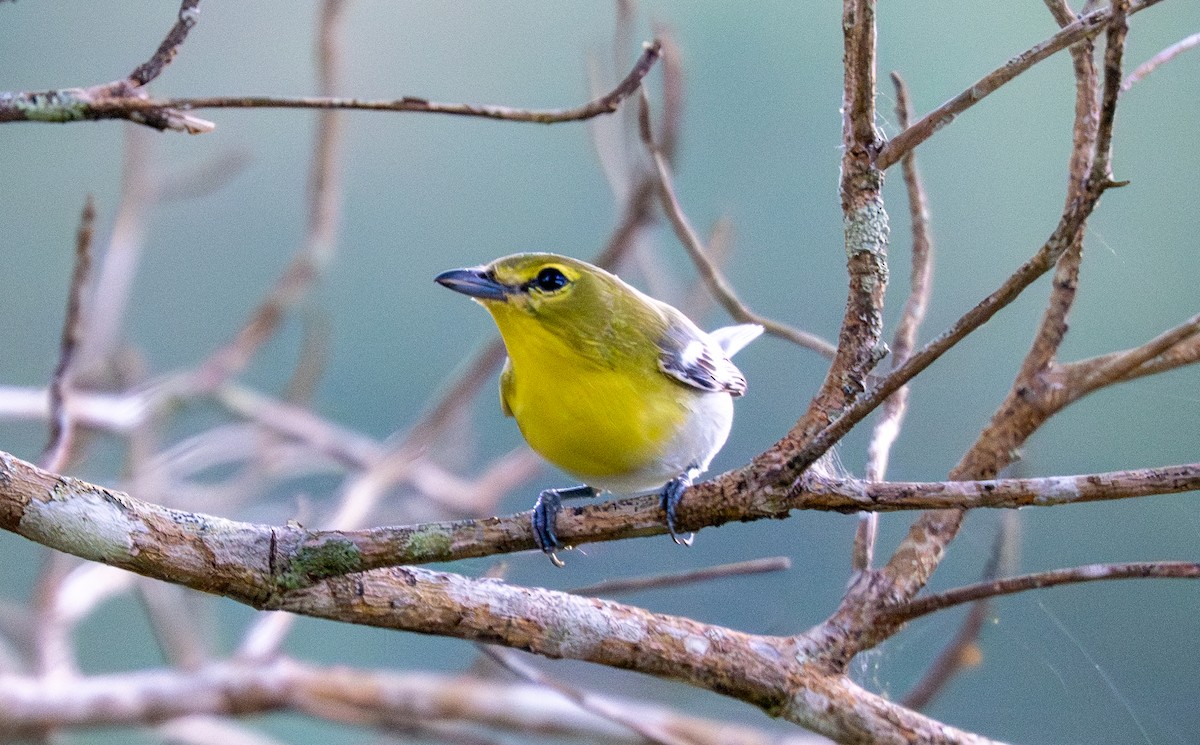 Yellow-throated Vireo - ML647337496