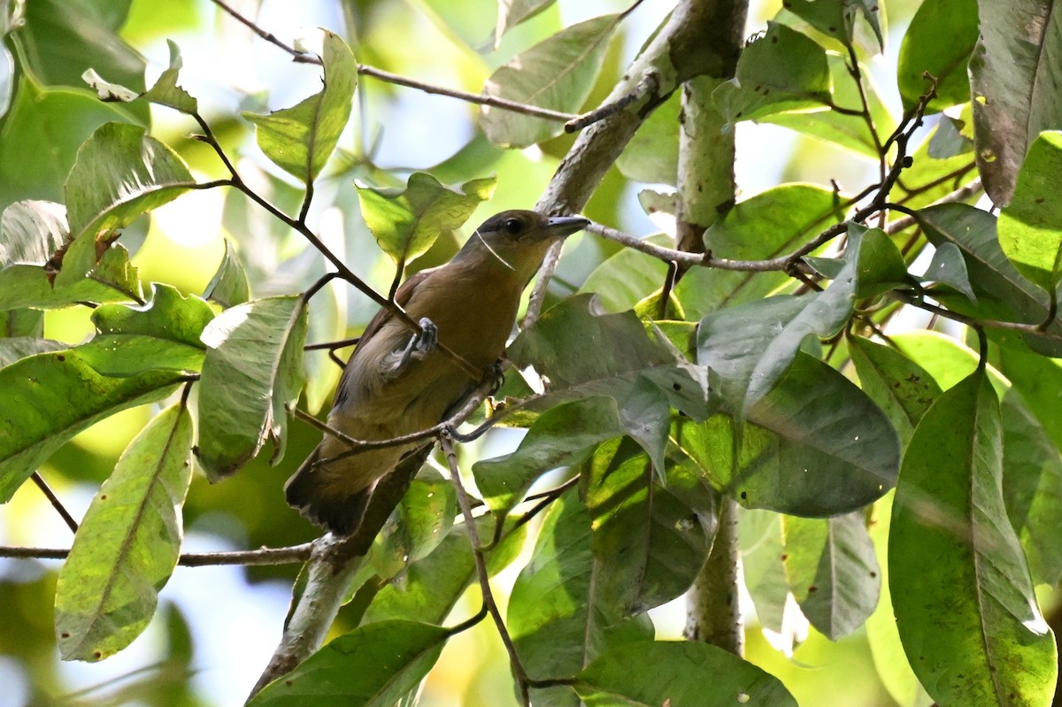 Spot-winged Antshrike - ML647337497