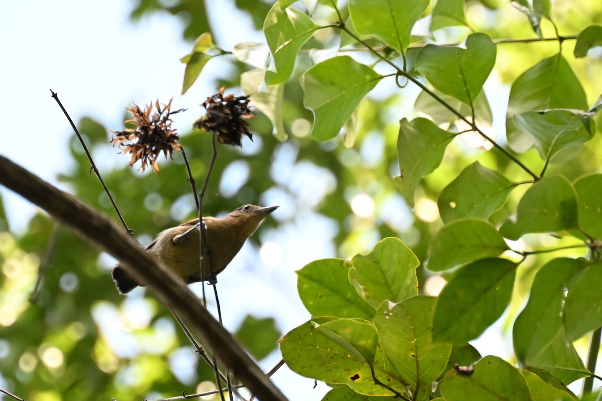 Spot-winged Antshrike - ML647337498