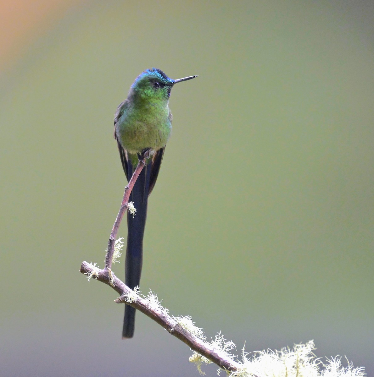 Long-tailed Sylph - ML647337499