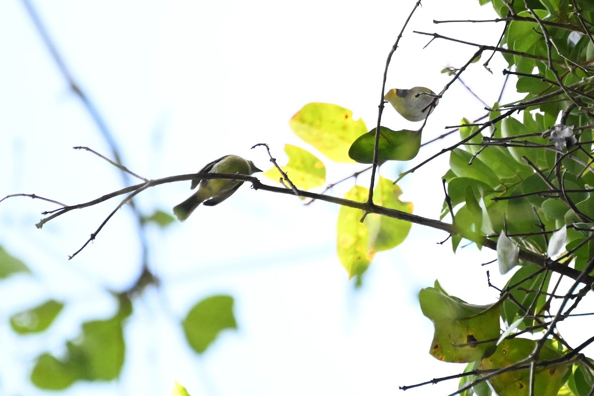 Yellow-crowned Elaenia - ML647337500