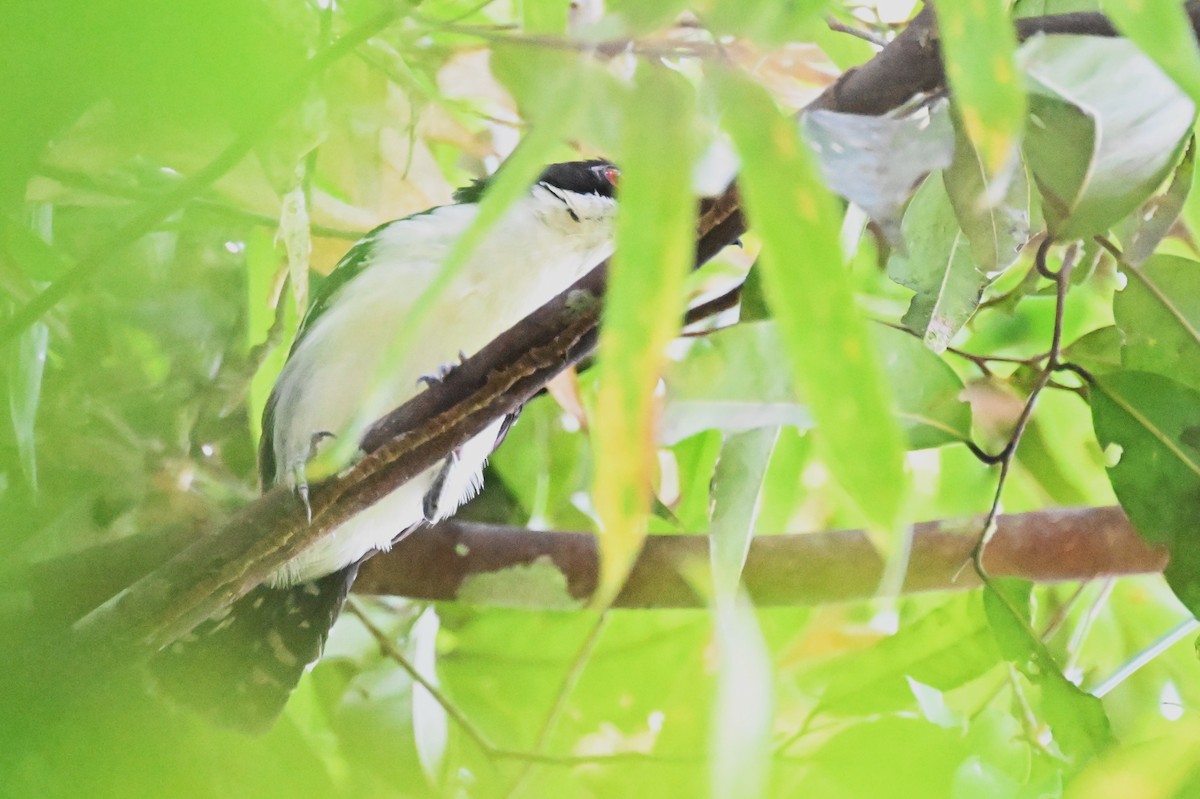 Great Antshrike - ML647337502