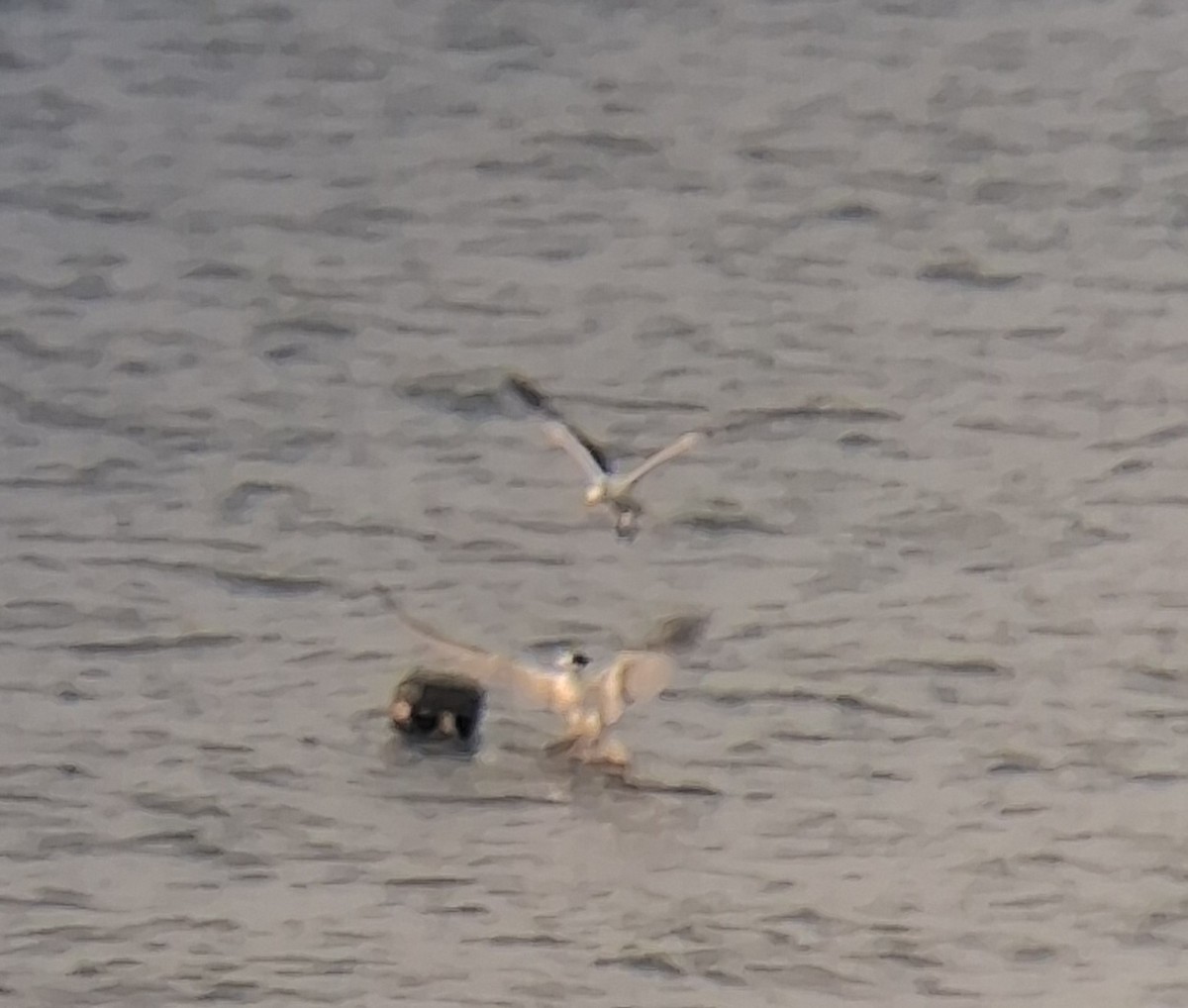Black-headed Gull - ML647337503