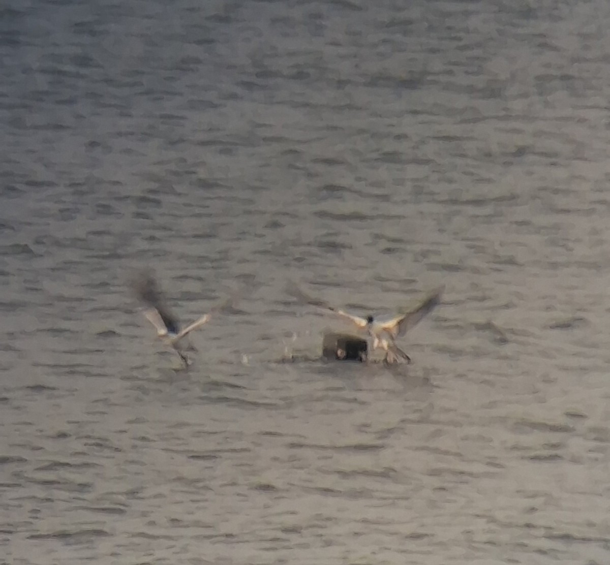 Black-headed Gull - ML647337504