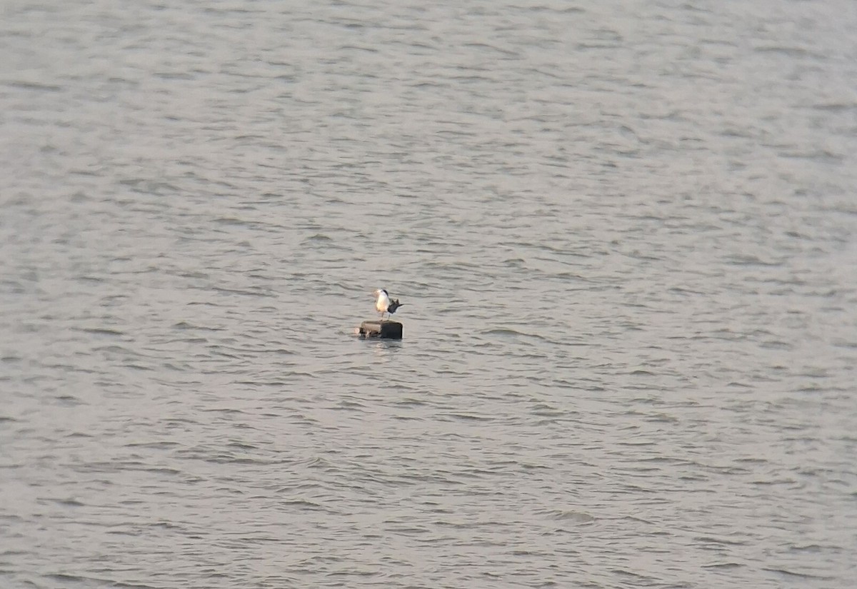 Black-headed Gull - ML647337505