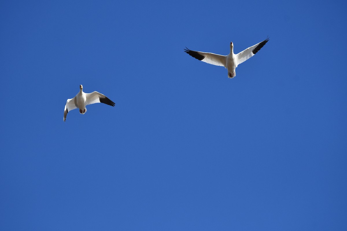 Snow Goose - ML647337506