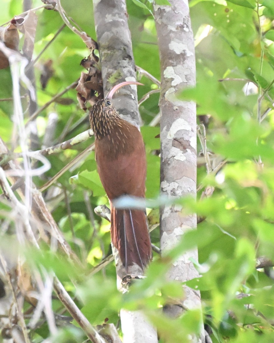 Red-billed Scythebill - ML647337507