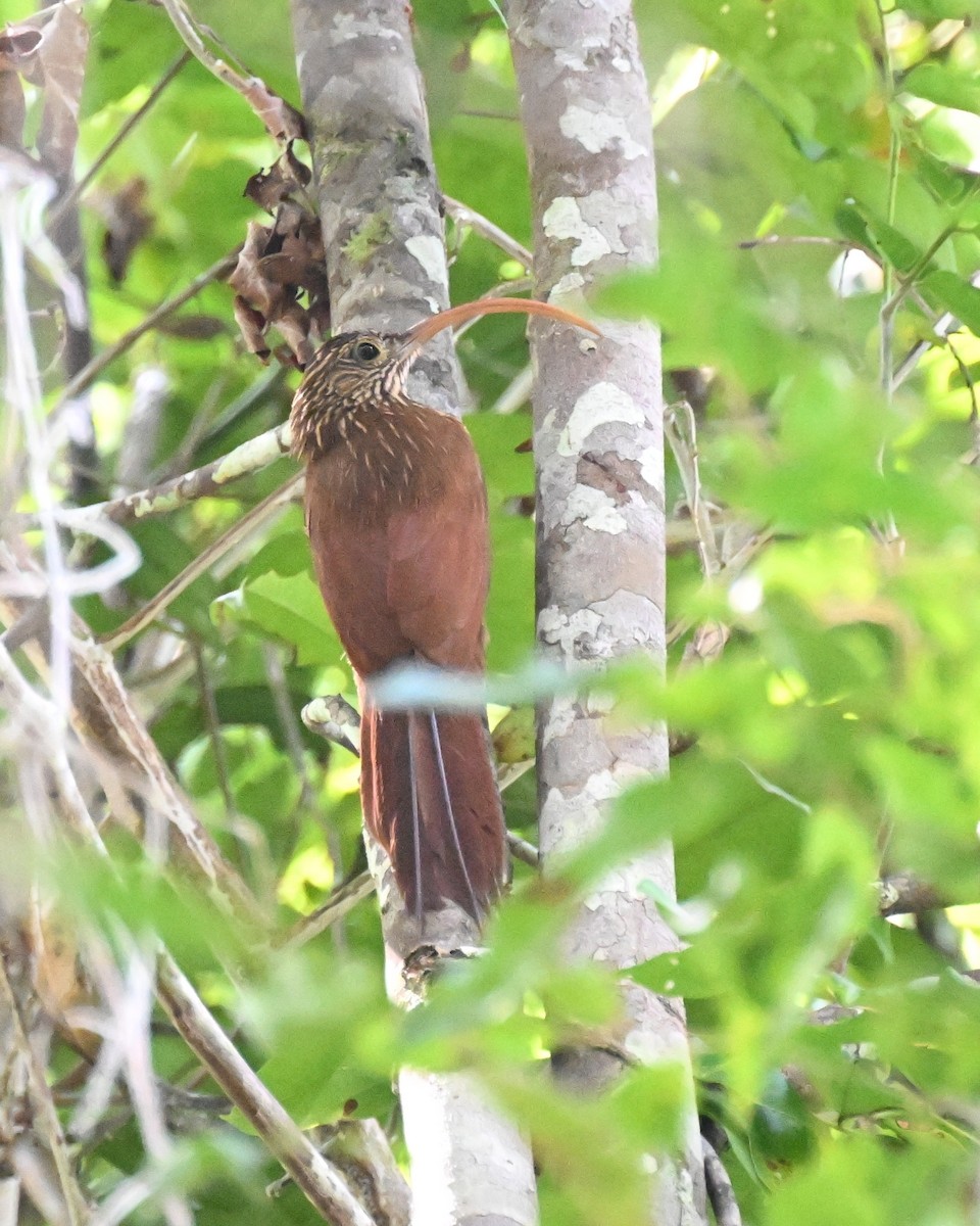 Red-billed Scythebill - ML647337508