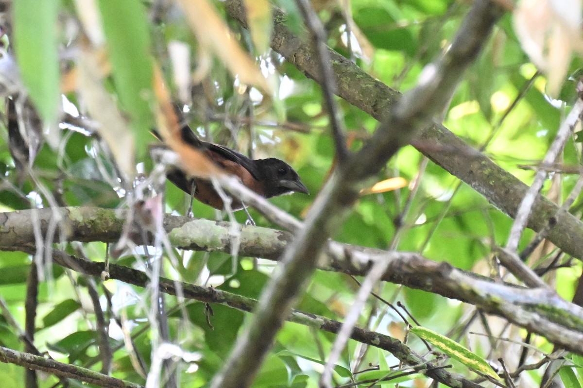 Silver-beaked Tanager - ML647337509