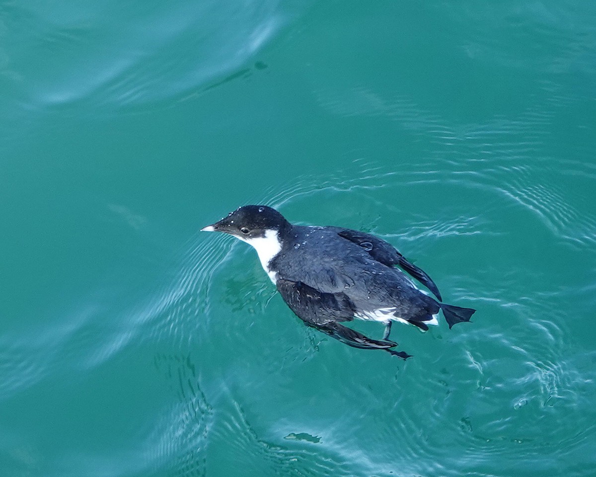 ウミスズメ - ML647337515