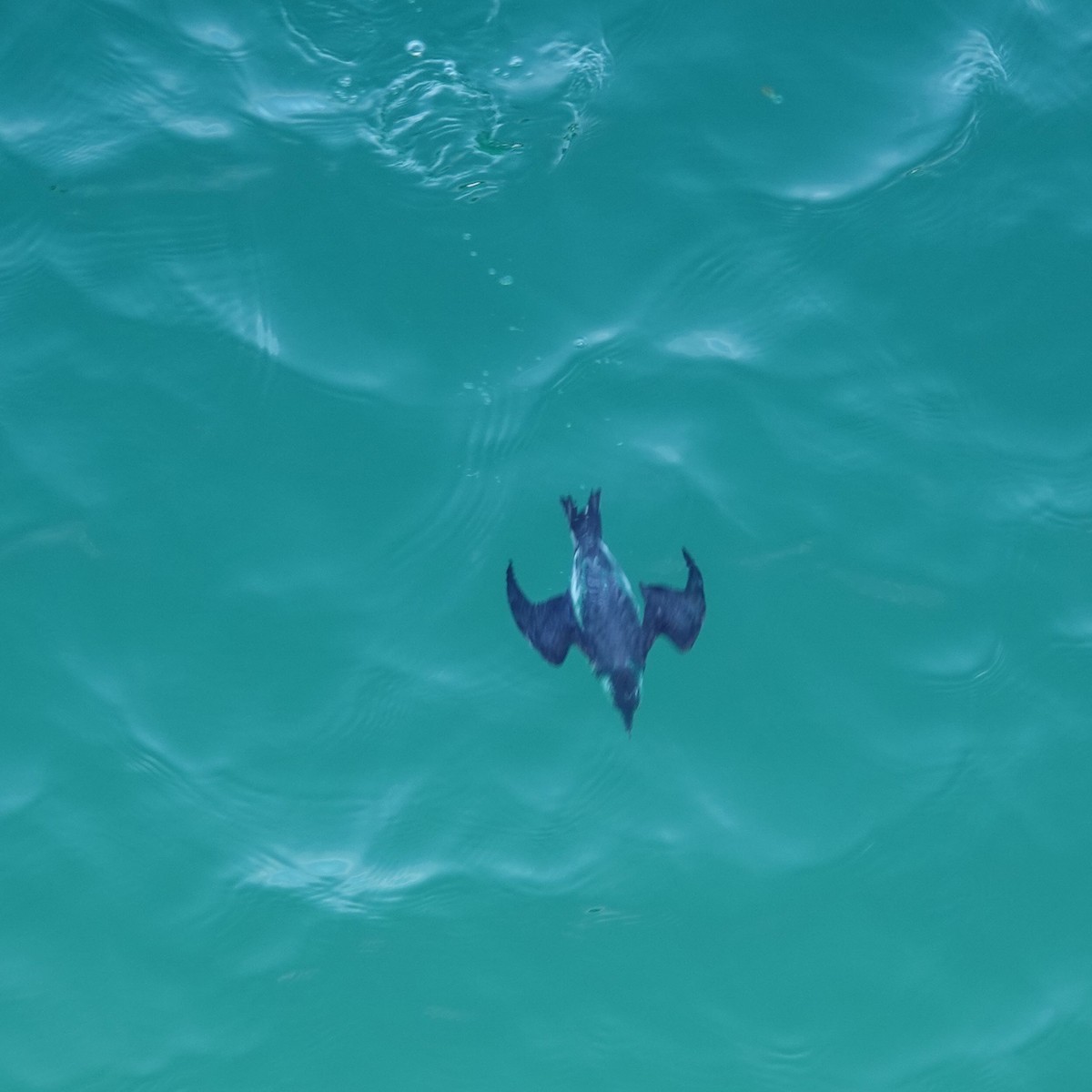 ウミスズメ - ML647337516