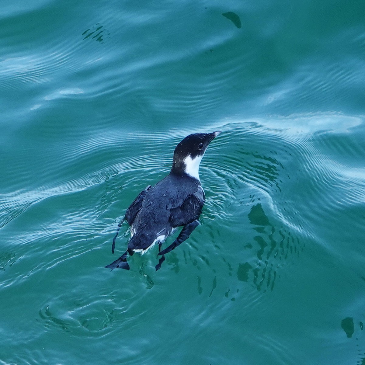 ウミスズメ - ML647337517