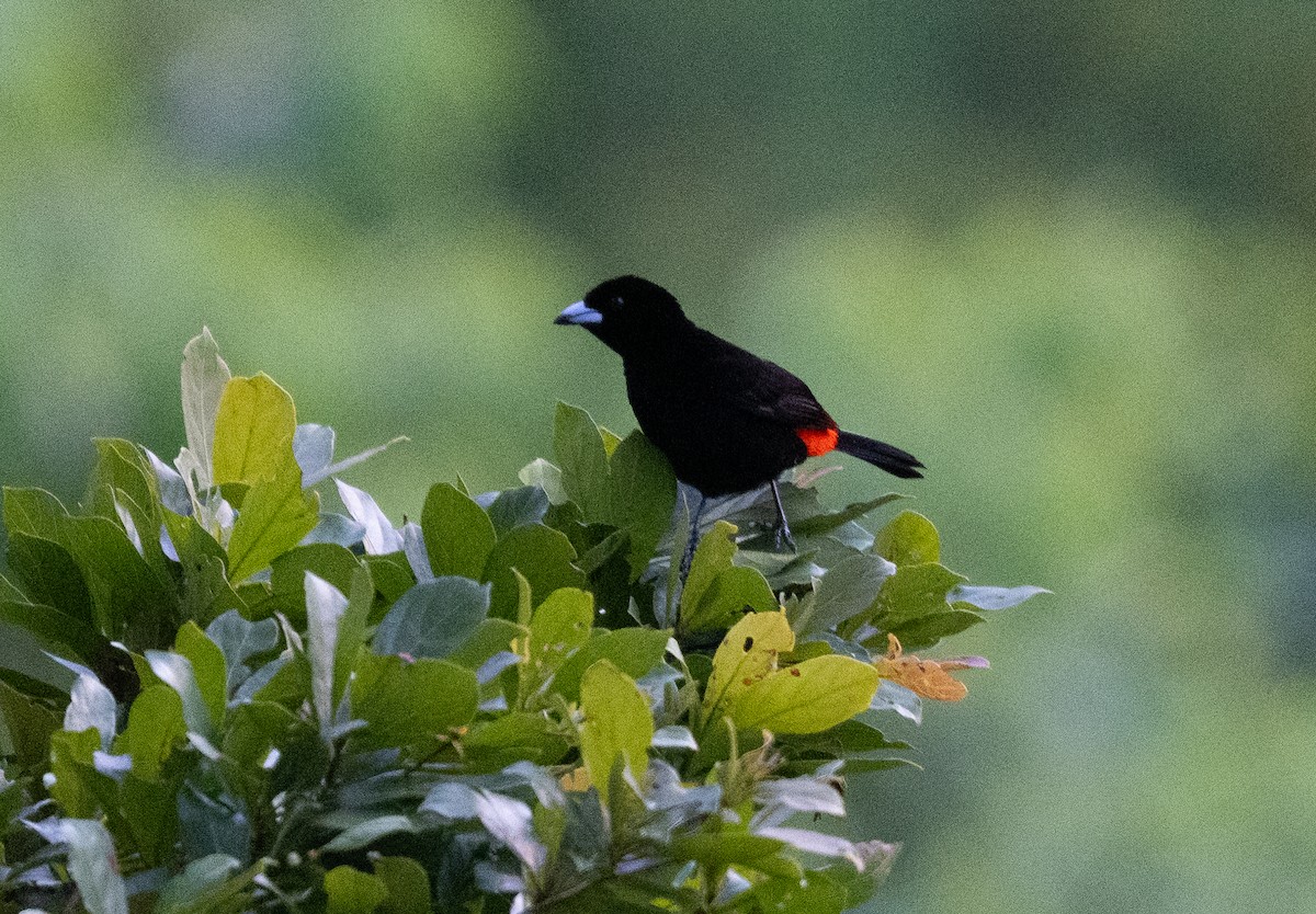 Scarlet-rumped Tanager - ML647337518