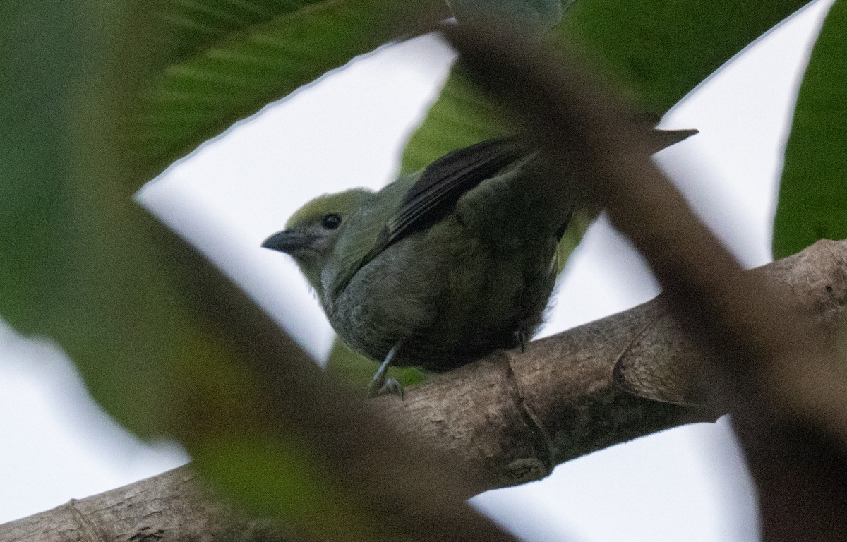 Palm Tanager - ML647337524