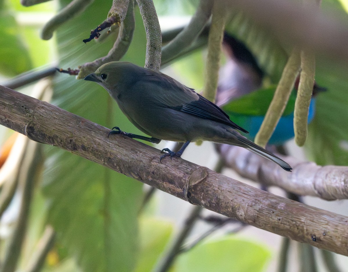 Palm Tanager - ML647337525