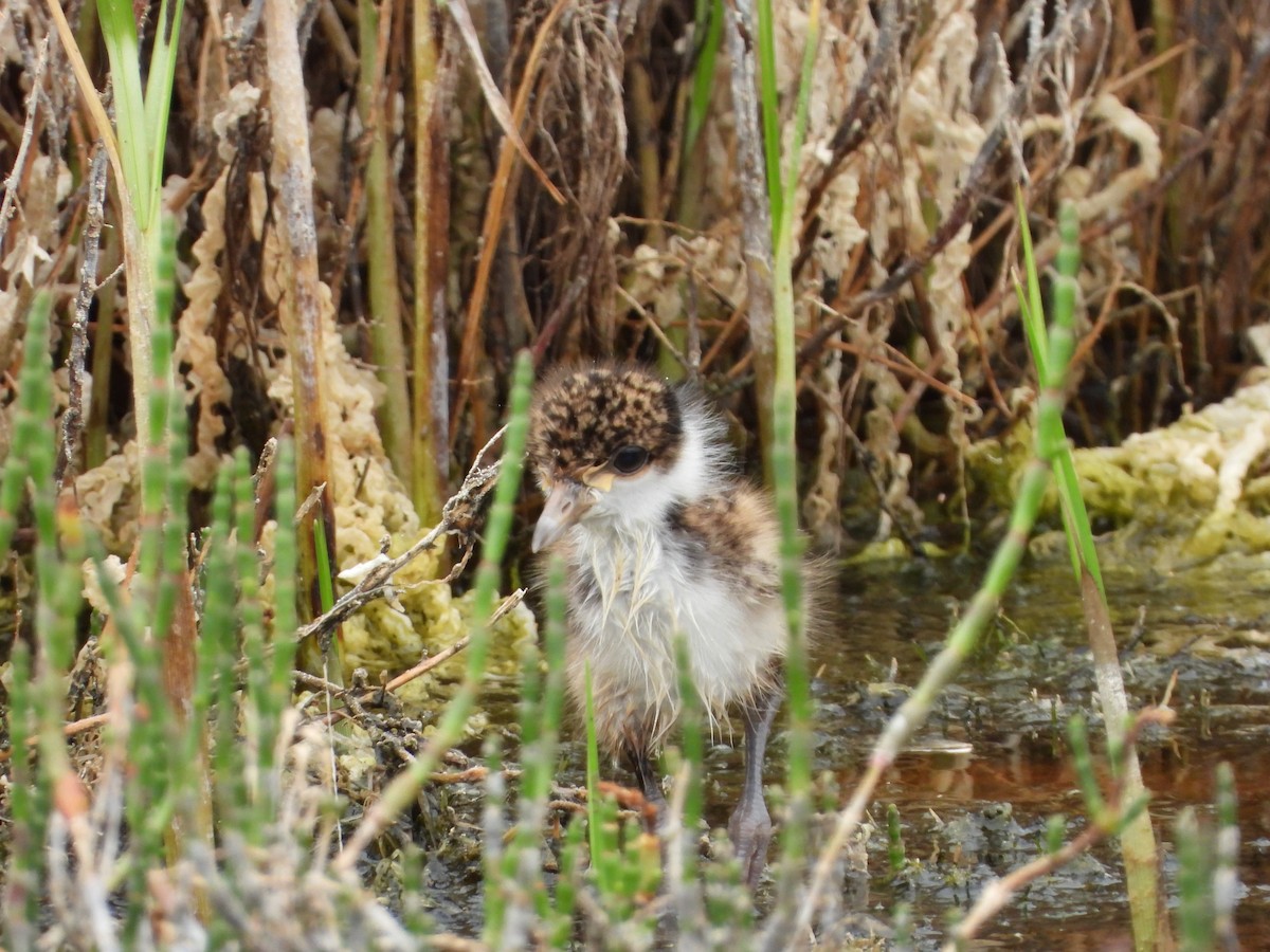 Masked Lapwing - ML647337530