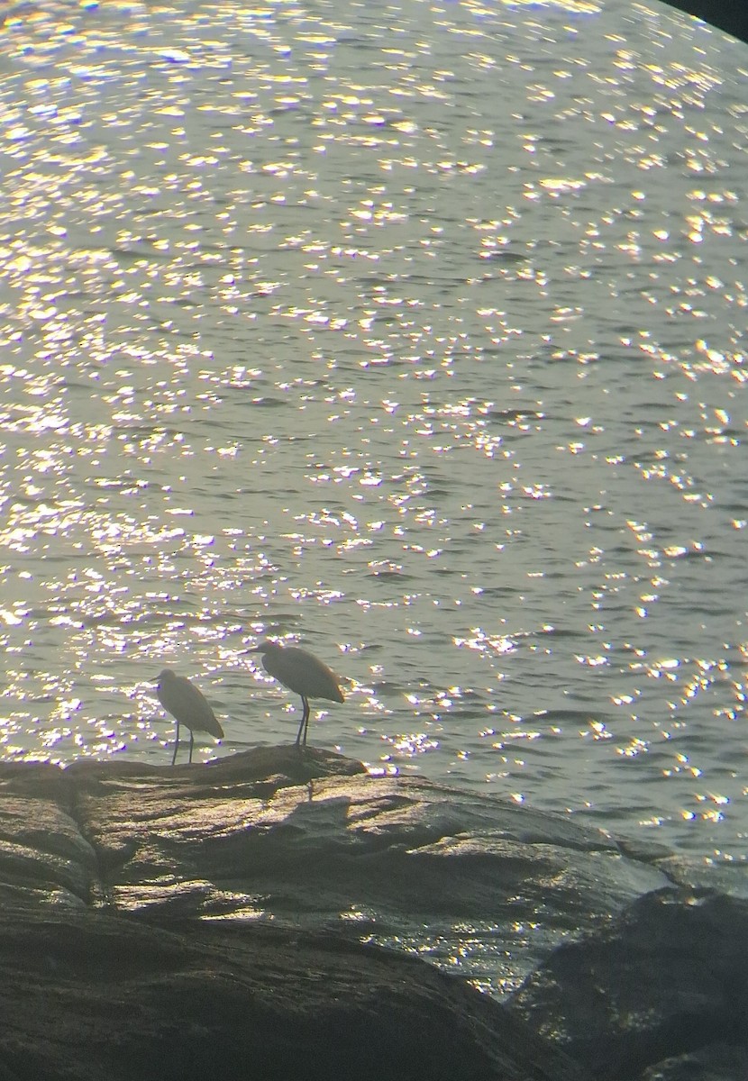 Western Reef-Heron - ML647337536