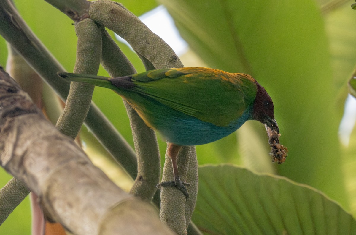 Bay-headed Tanager - ML647337537