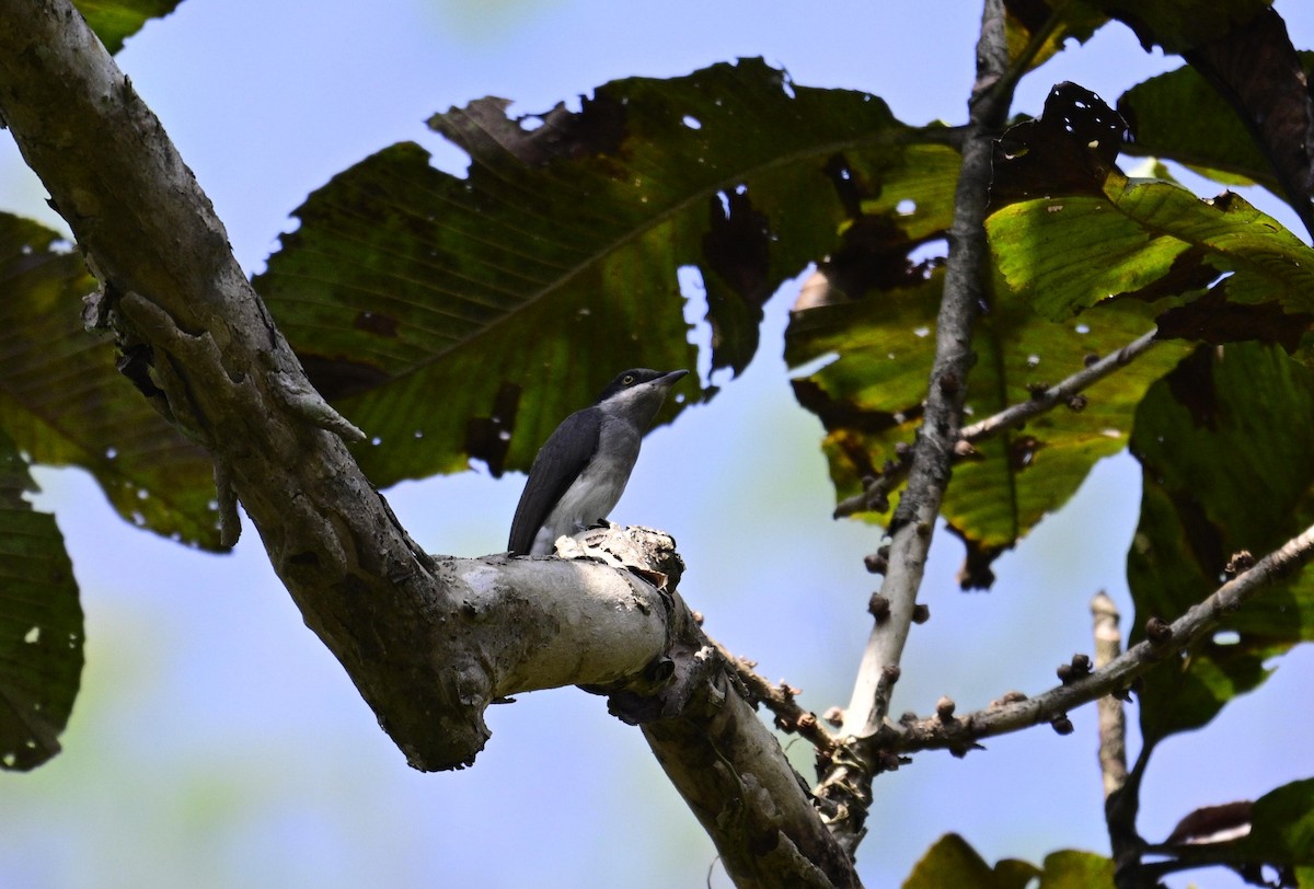 Malabar Woodshrike - ML647337538