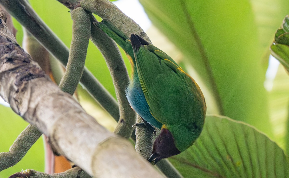 Bay-headed Tanager - ML647337539