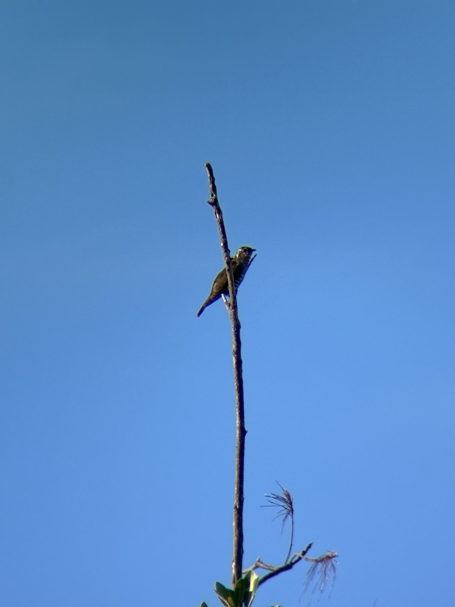 Little Bronze-Cuckoo - ML647337541