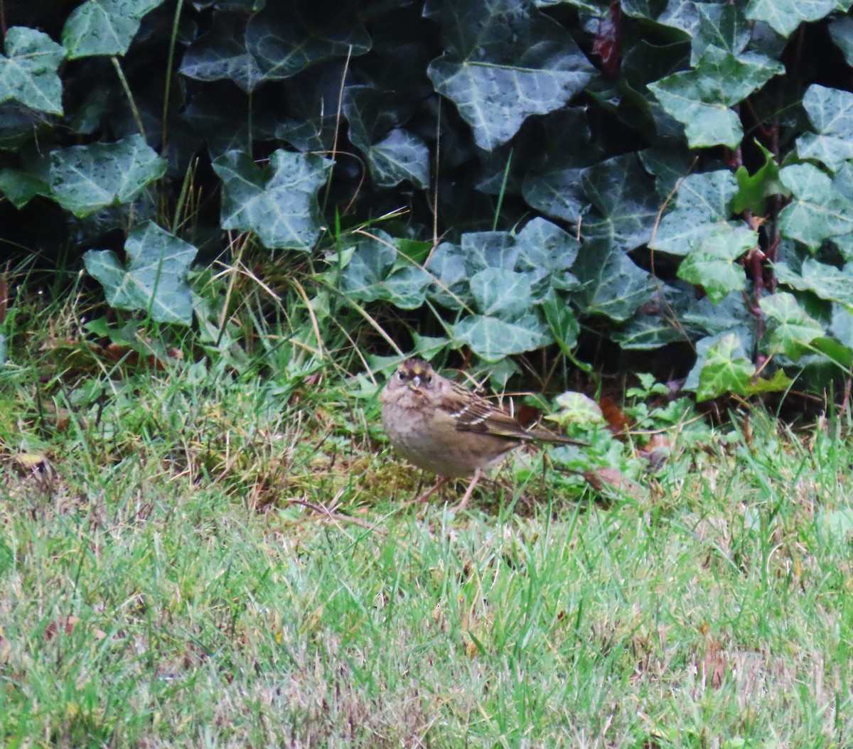 Golden-crowned Sparrow - ML647337542