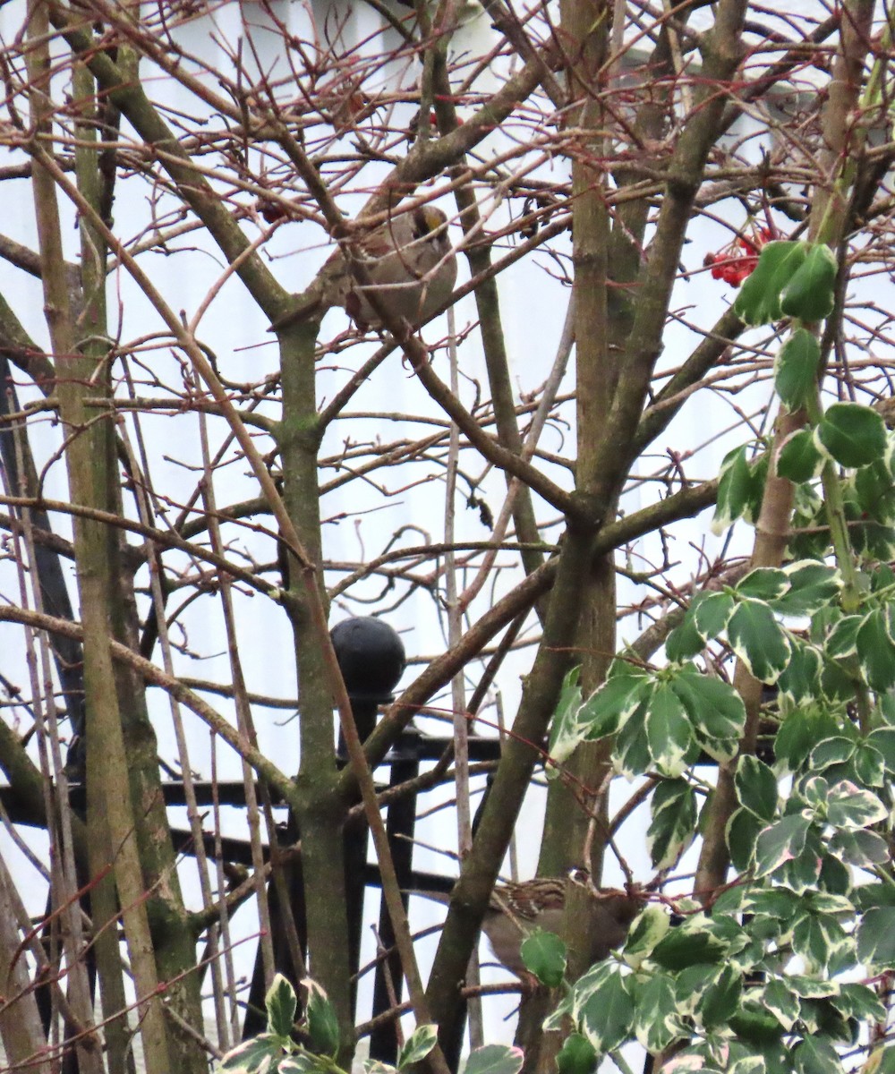 Golden-crowned Sparrow - ML647337543