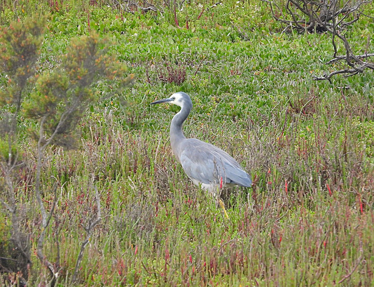 White-faced Heron - ML647337544