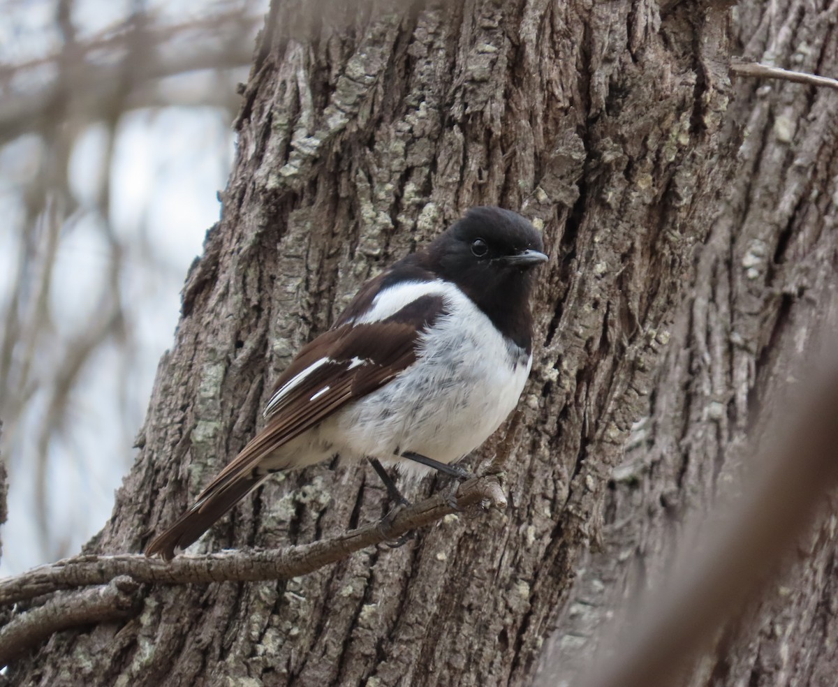 Hooded Robin - ML647337545