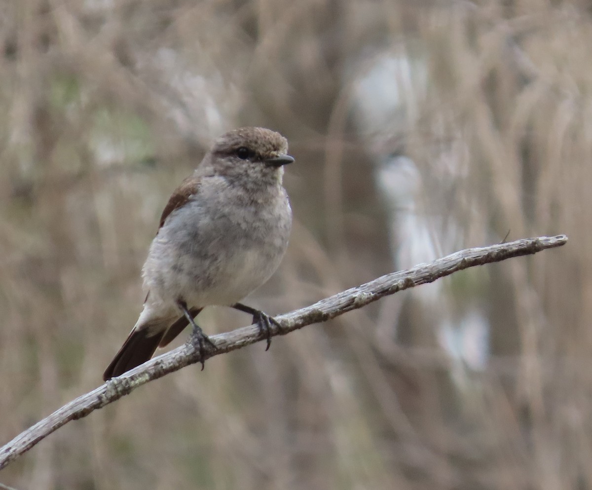 Hooded Robin - ML647337546