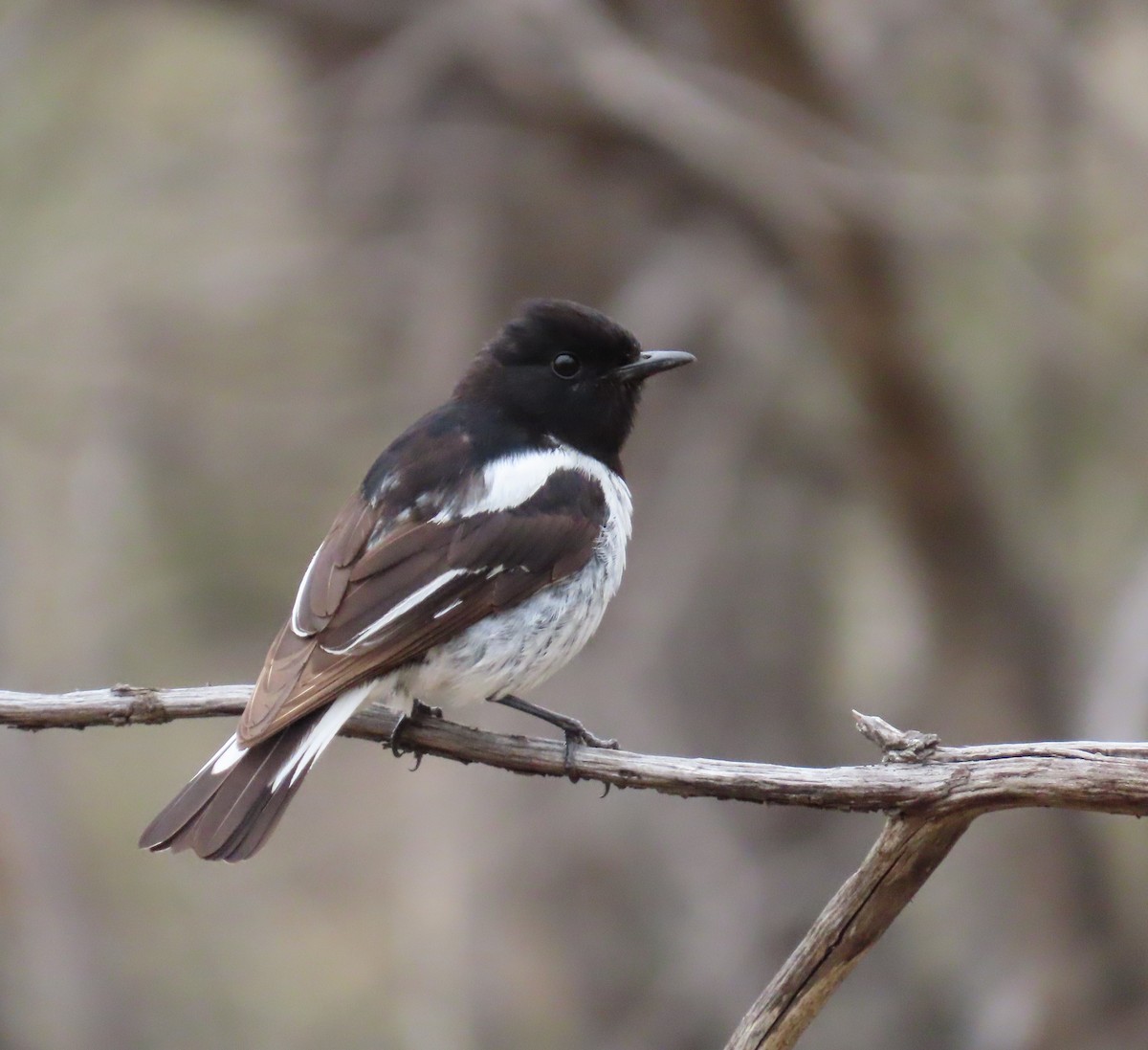 Hooded Robin - ML647337547