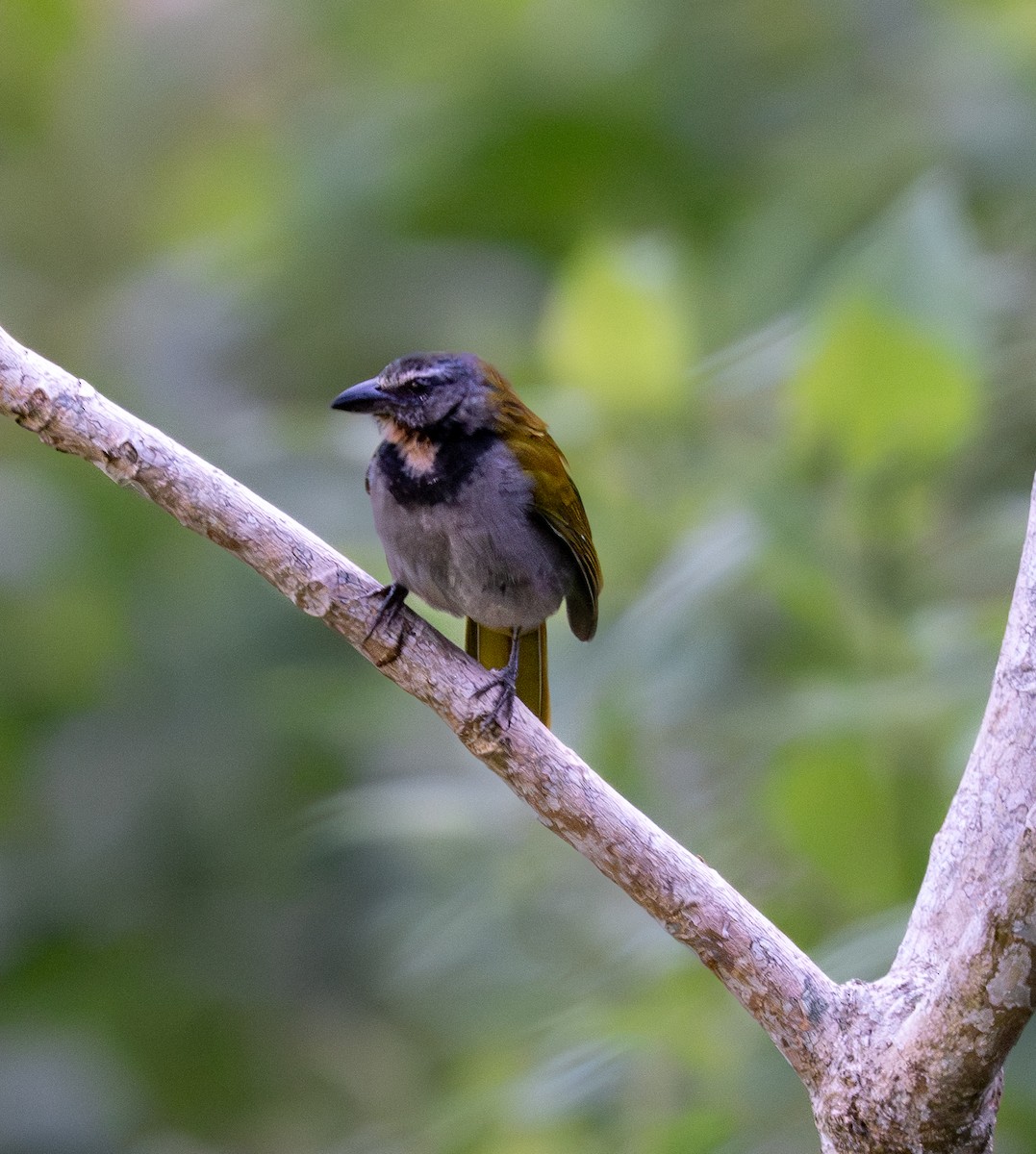 Buff-throated Saltator - ML647337548