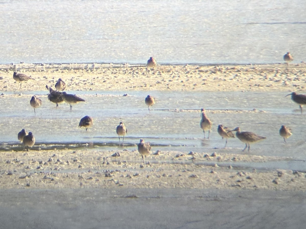 Eurasian Whimbrel - ML647337550